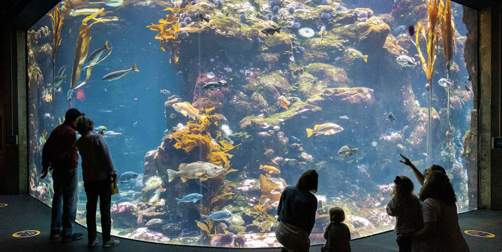 Museum visitors, including children, looking into a large kelp forest aquarium tank at the California Academy of Sciences.